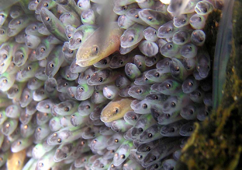 Friends of Merrymeeting Bay Cybrary