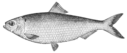 May is the month of the blueback herring bite