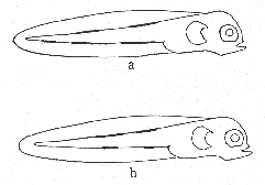 Diagram of the pigmentaion of the young larvae of the cod, A, and of the pollock, B. After Schmidt.