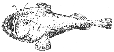 American goosefish