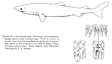 pacific sleeper shark teeth