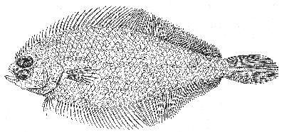 Gulf Stream flounder (Citharichthys arctifrons)