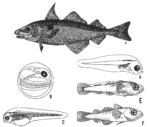 Haddock (Melanogrammus aeglefinus)