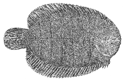 Hogchoker (Achirus fasciatus)