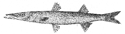 Northern barracuda (Sphyraena borealis)
