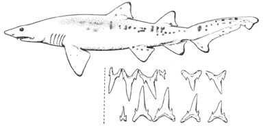 Sand shark (Carcharias taurus)