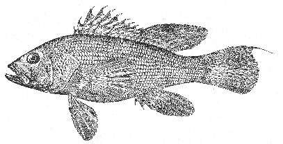 Sea bass (Centropristes striatus)