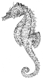 Sea horse (Hippocampus hudsonius)