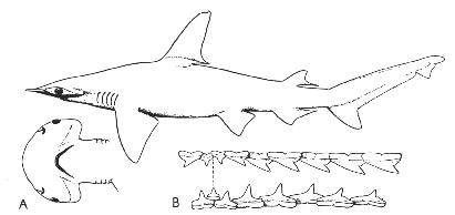Shovelhead (Sphyrna tiburo)