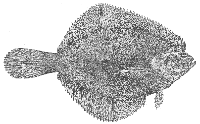 Smooth flounder (Liopsetta putnami)