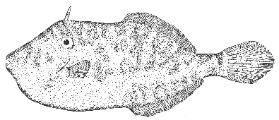 Unicornfish (Alutera scripta)