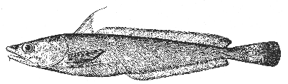 White hake (Urophycis tenuis)