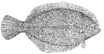 Winter flounder (Pseudopleuronectes americanus)