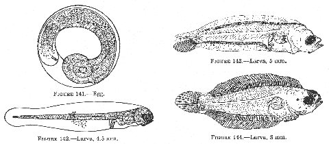 Winter flounder (Pseudopleuronectes americanus) egg and larvae.